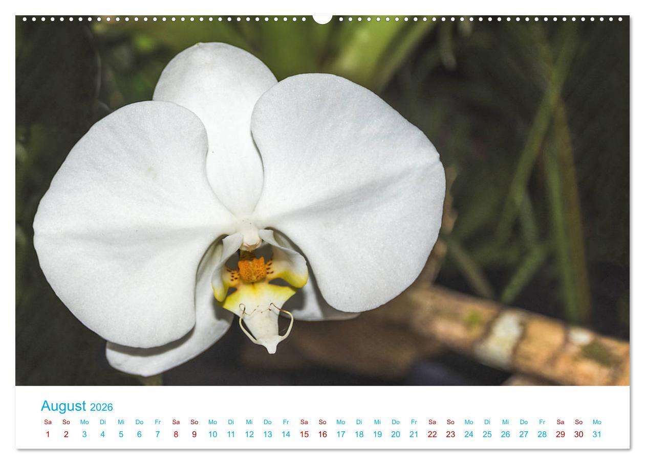 Beispielinhalt (Bild) Die Königin der Blumenwelt, die Orchidee (hochwertiger Premium Wandkalender 2026 DIN A2 quer), Kunstdruck in Hochglanz