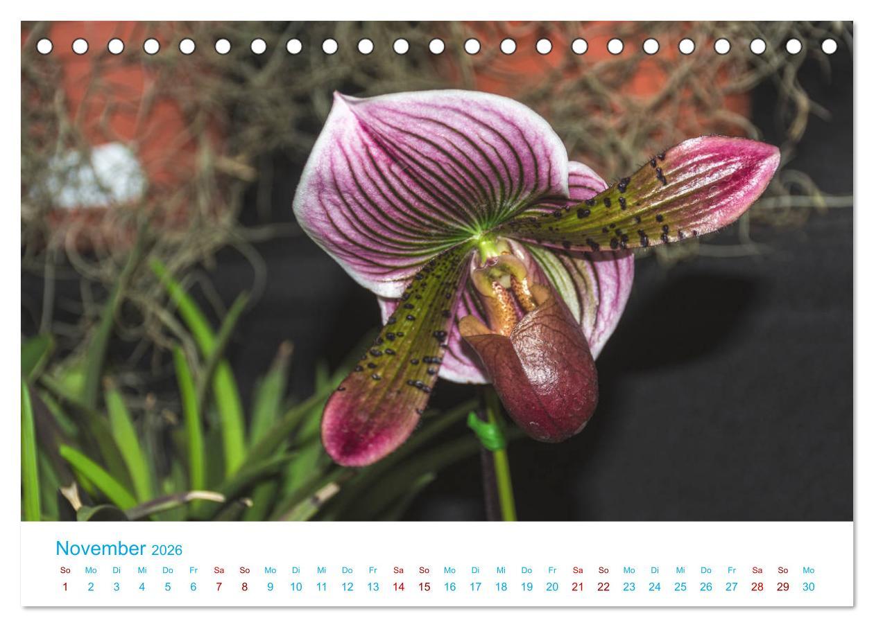 Beispielinhalt (Bild) Die Königin der Blumenwelt, die Orchidee (Tischkalender 2026 DIN A5 quer), CALVENDO Monatskalender