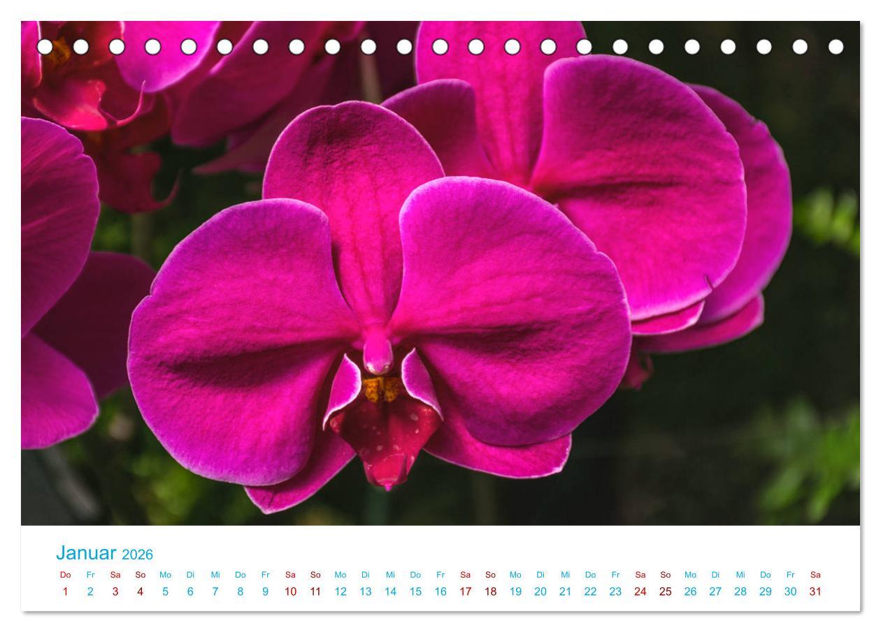 Beispielinhalt (Bild) Die Königin der Blumenwelt, die Orchidee (Tischkalender 2026 DIN A5 quer), CALVENDO Monatskalender