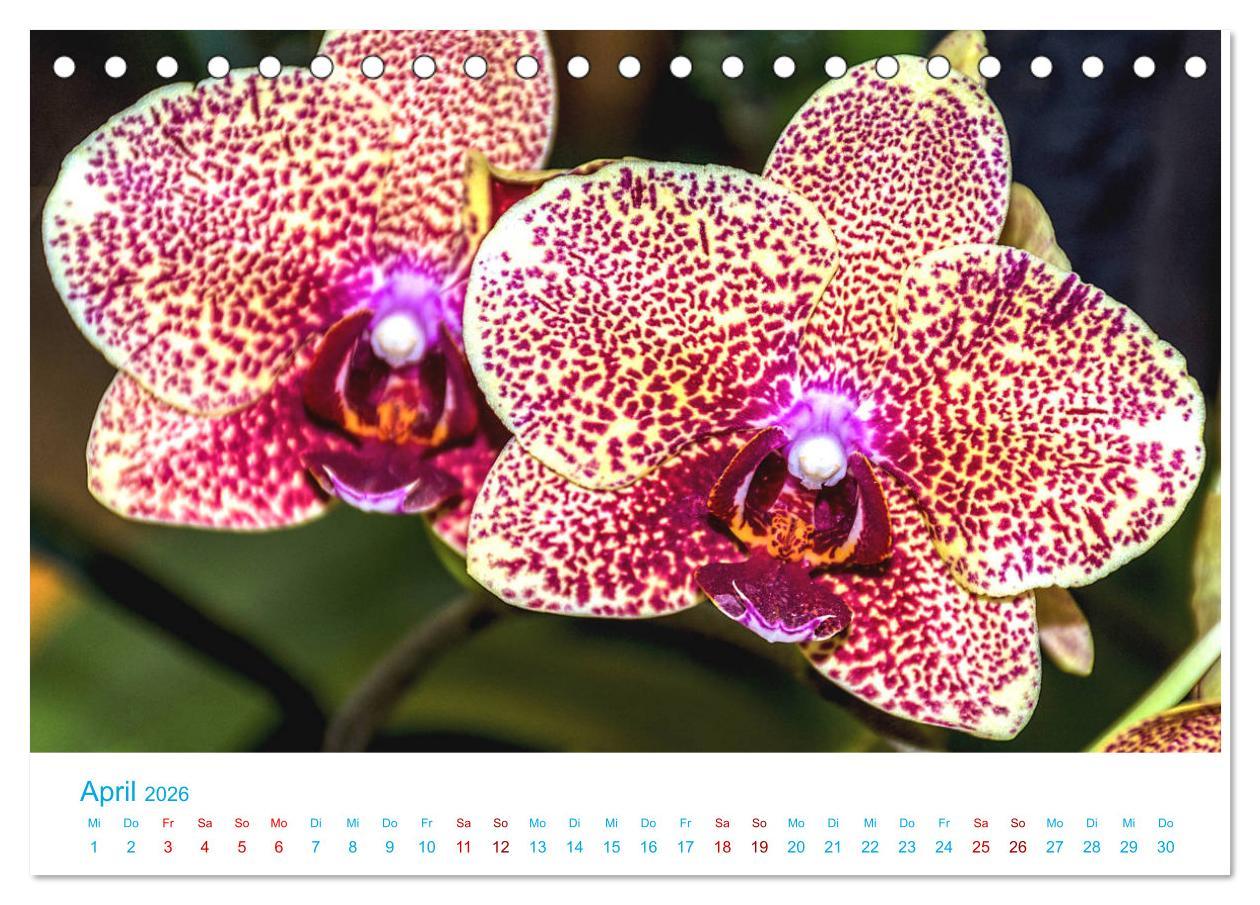 Beispielinhalt (Bild) Die Königin der Blumenwelt, die Orchidee (Tischkalender 2026 DIN A5 quer), CALVENDO Monatskalender