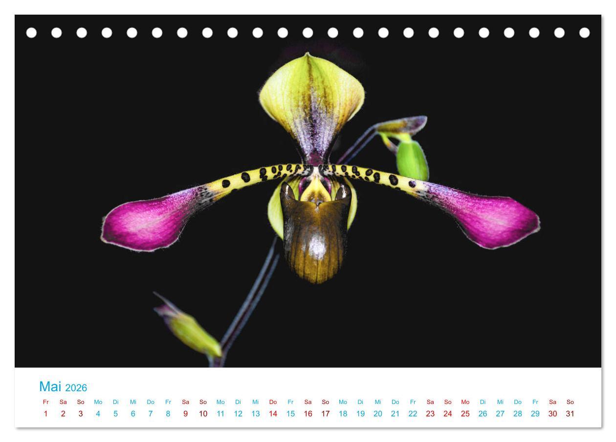 Beispielinhalt (Bild) Die Königin der Blumenwelt, die Orchidee (Tischkalender 2026 DIN A5 quer), CALVENDO Monatskalender
