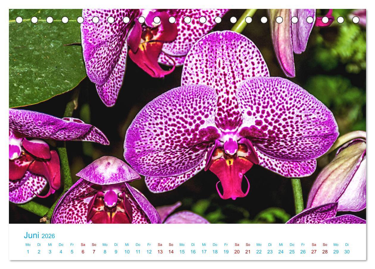 Beispielinhalt (Bild) Die Königin der Blumenwelt, die Orchidee (Tischkalender 2026 DIN A5 quer), CALVENDO Monatskalender