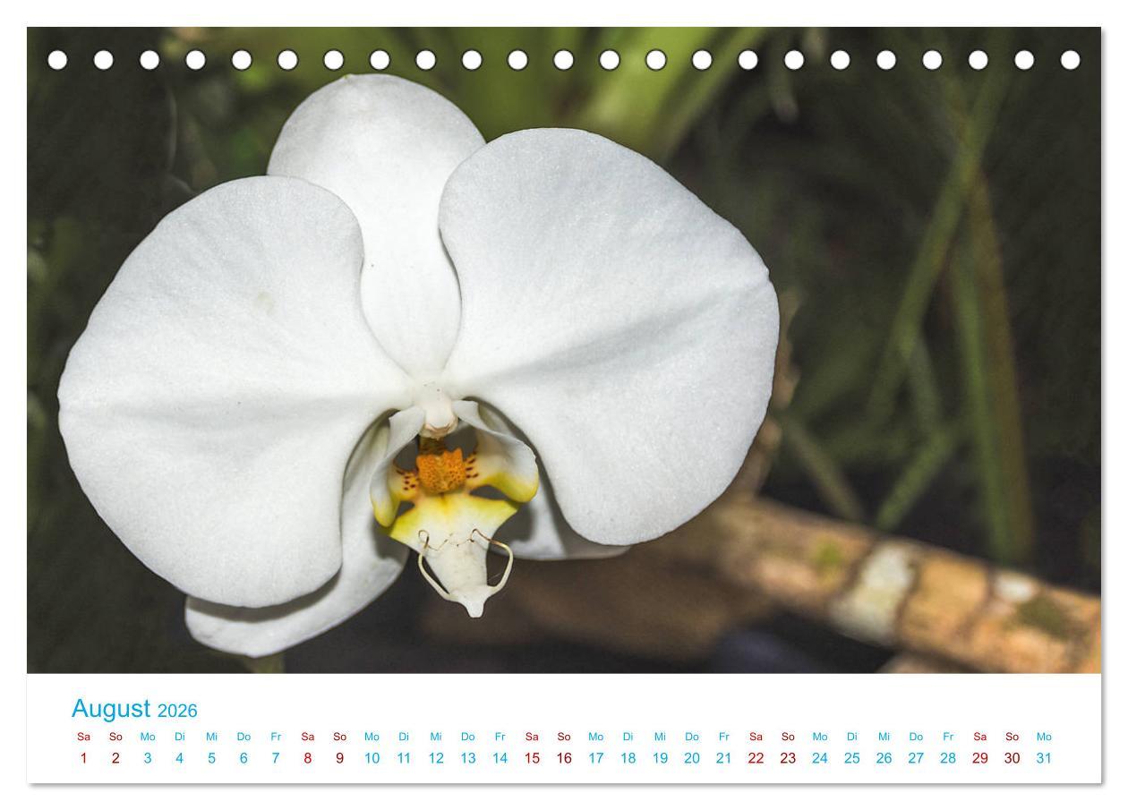 Beispielinhalt (Bild) Die Königin der Blumenwelt, die Orchidee (Tischkalender 2026 DIN A5 quer), CALVENDO Monatskalender