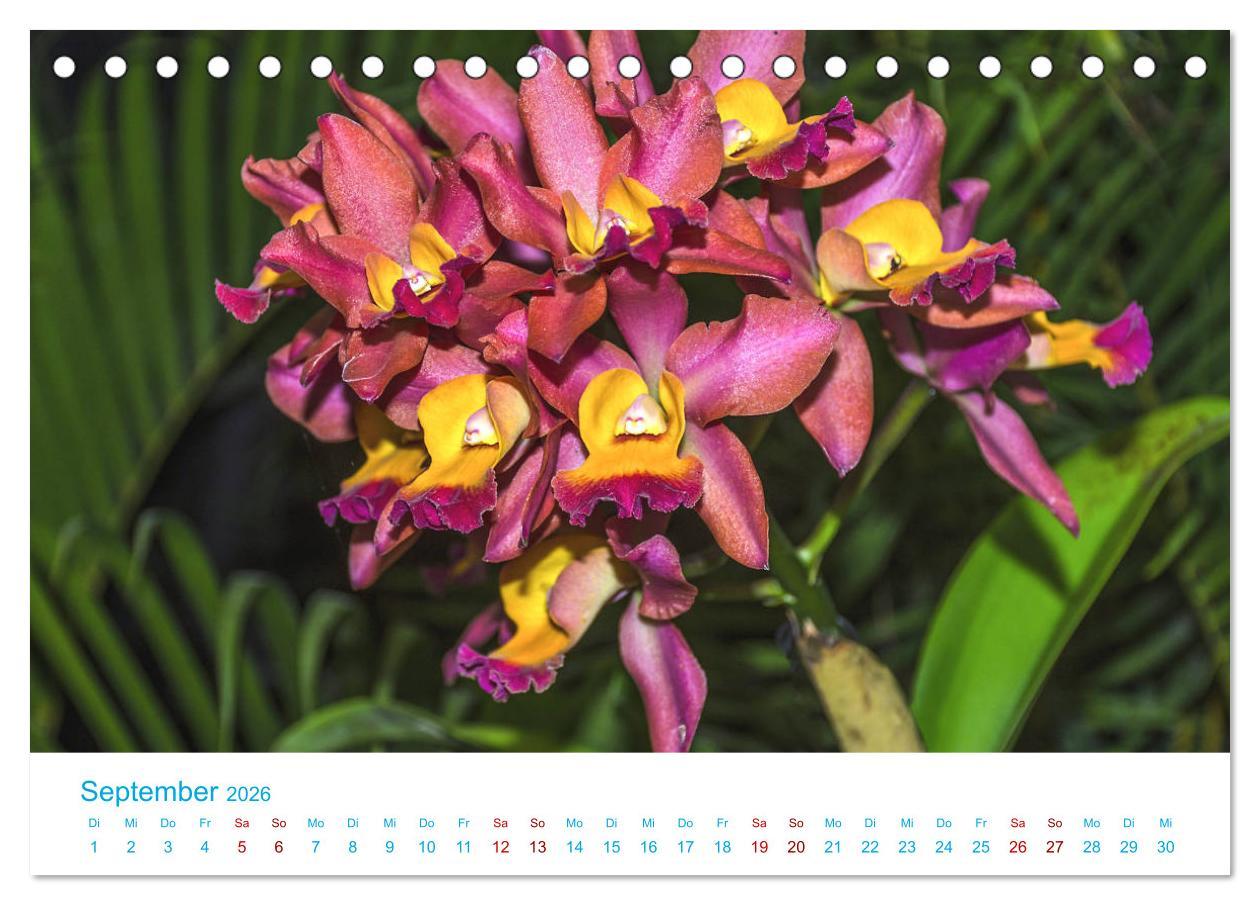 Beispielinhalt (Bild) Die Königin der Blumenwelt, die Orchidee (Tischkalender 2026 DIN A5 quer), CALVENDO Monatskalender