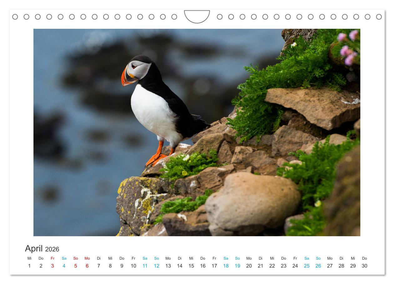 Beispielinhalt (Bild) PAPAGEIENTAUCHER - Clowns der Nordmeere (Wandkalender 2026 DIN A4 quer), CALVENDO Monatskalender