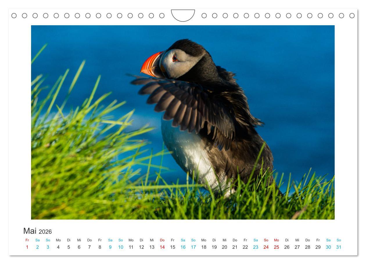 Beispielinhalt (Bild) PAPAGEIENTAUCHER - Clowns der Nordmeere (Wandkalender 2026 DIN A4 quer), CALVENDO Monatskalender