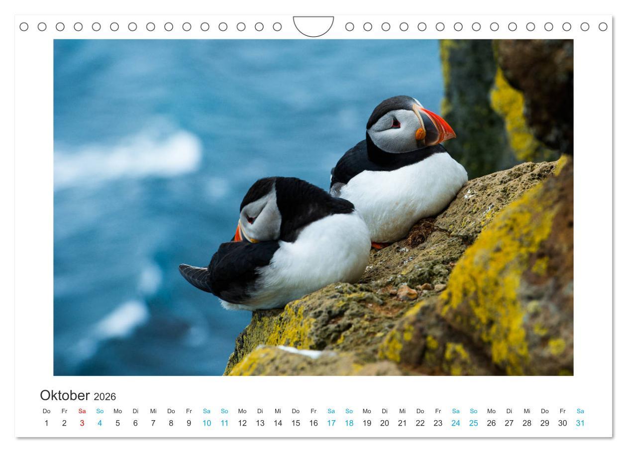 Beispielinhalt (Bild) PAPAGEIENTAUCHER - Clowns der Nordmeere (Wandkalender 2026 DIN A4 quer), CALVENDO Monatskalender