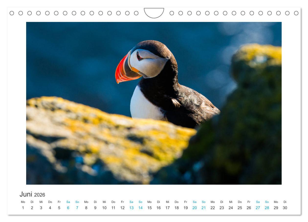 Beispielinhalt (Bild) PAPAGEIENTAUCHER - Clowns der Nordmeere (Wandkalender 2026 DIN A4 quer), CALVENDO Monatskalender