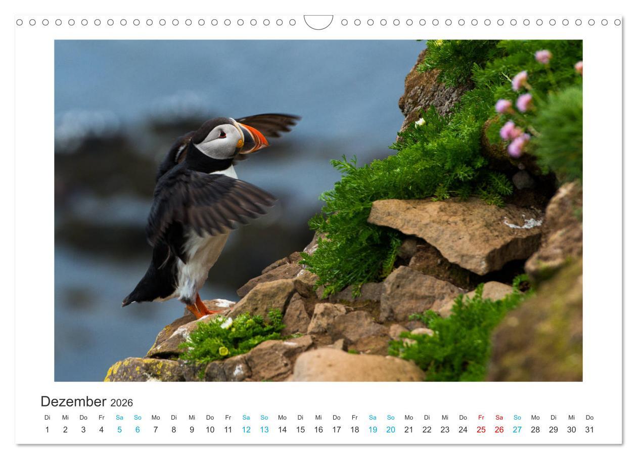 Beispielinhalt (Bild) PAPAGEIENTAUCHER - Clowns der Nordmeere (Wandkalender 2026 DIN A3 quer), CALVENDO Monatskalender