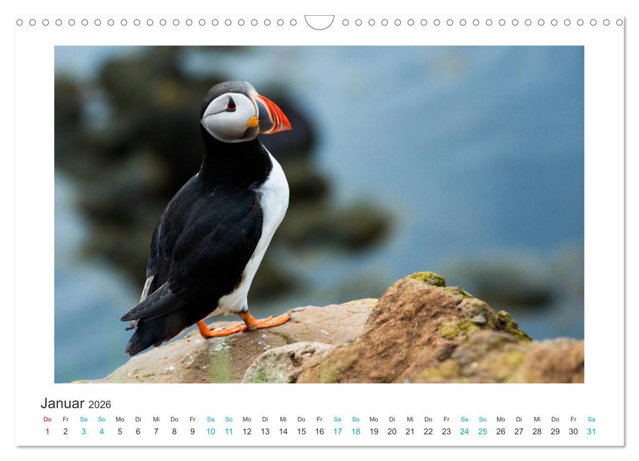 Beispielinhalt (Bild) PAPAGEIENTAUCHER - Clowns der Nordmeere (Wandkalender 2026 DIN A3 quer), CALVENDO Monatskalender
