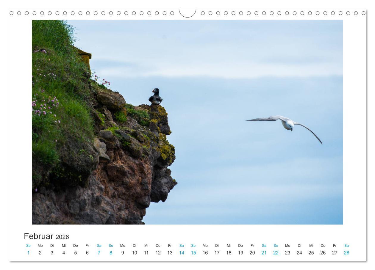 Beispielinhalt (Bild) PAPAGEIENTAUCHER - Clowns der Nordmeere (Wandkalender 2026 DIN A3 quer), CALVENDO Monatskalender