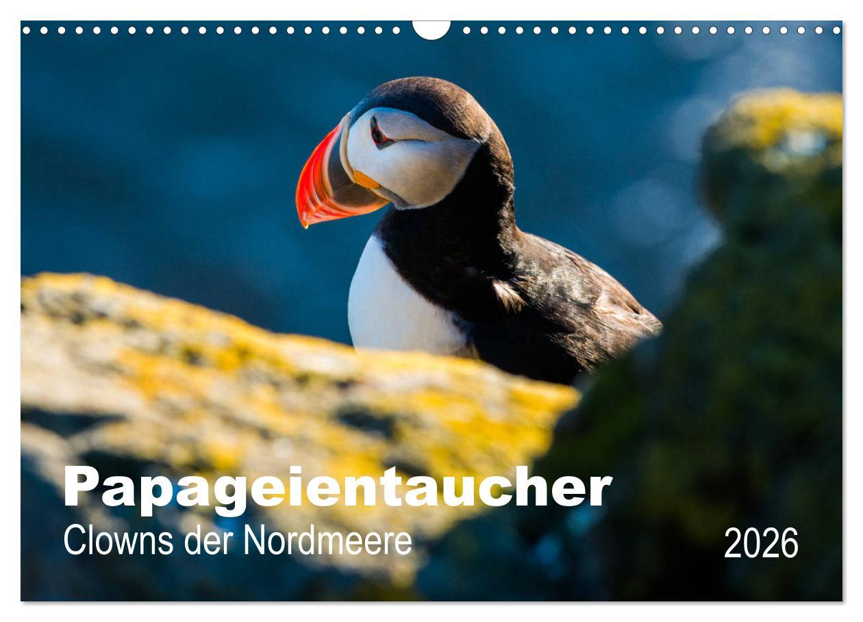 Vorderes Coverbild PAPAGEIENTAUCHER - Clowns der Nordmeere (Wandkalender 2026 DIN A3 quer), CALVENDO Monatskalender