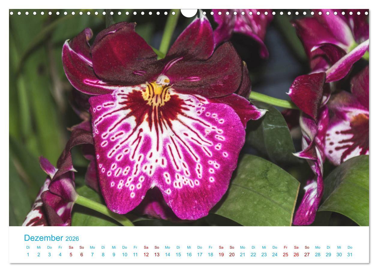 Beispielinhalt (Bild) Die Königin der Blumenwelt, die Orchidee (Wandkalender 2026 DIN A3 quer), CALVENDO Monatskalender