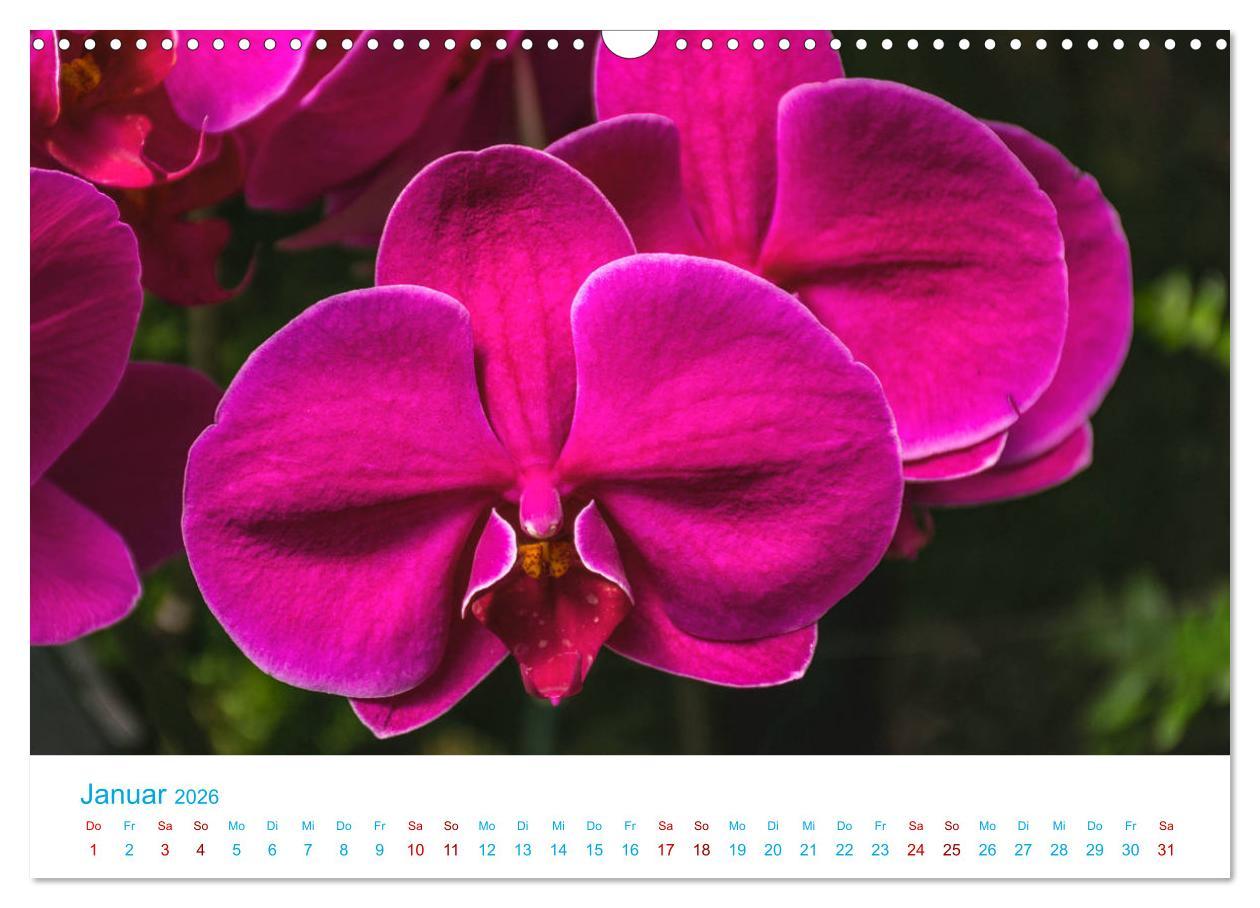 Beispielinhalt (Bild) Die Königin der Blumenwelt, die Orchidee (Wandkalender 2026 DIN A3 quer), CALVENDO Monatskalender