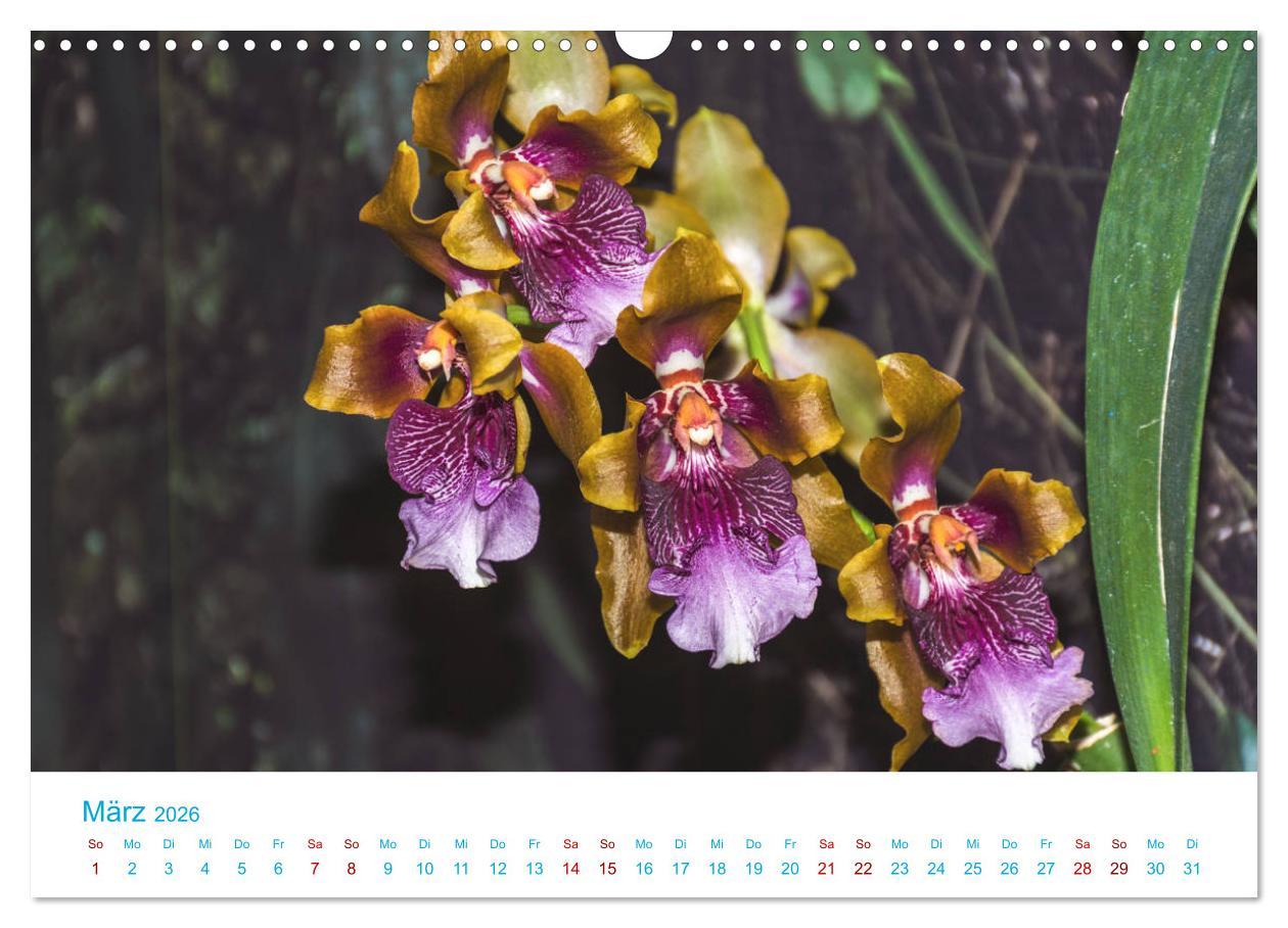 Beispielinhalt (Bild) Die Königin der Blumenwelt, die Orchidee (Wandkalender 2026 DIN A3 quer), CALVENDO Monatskalender
