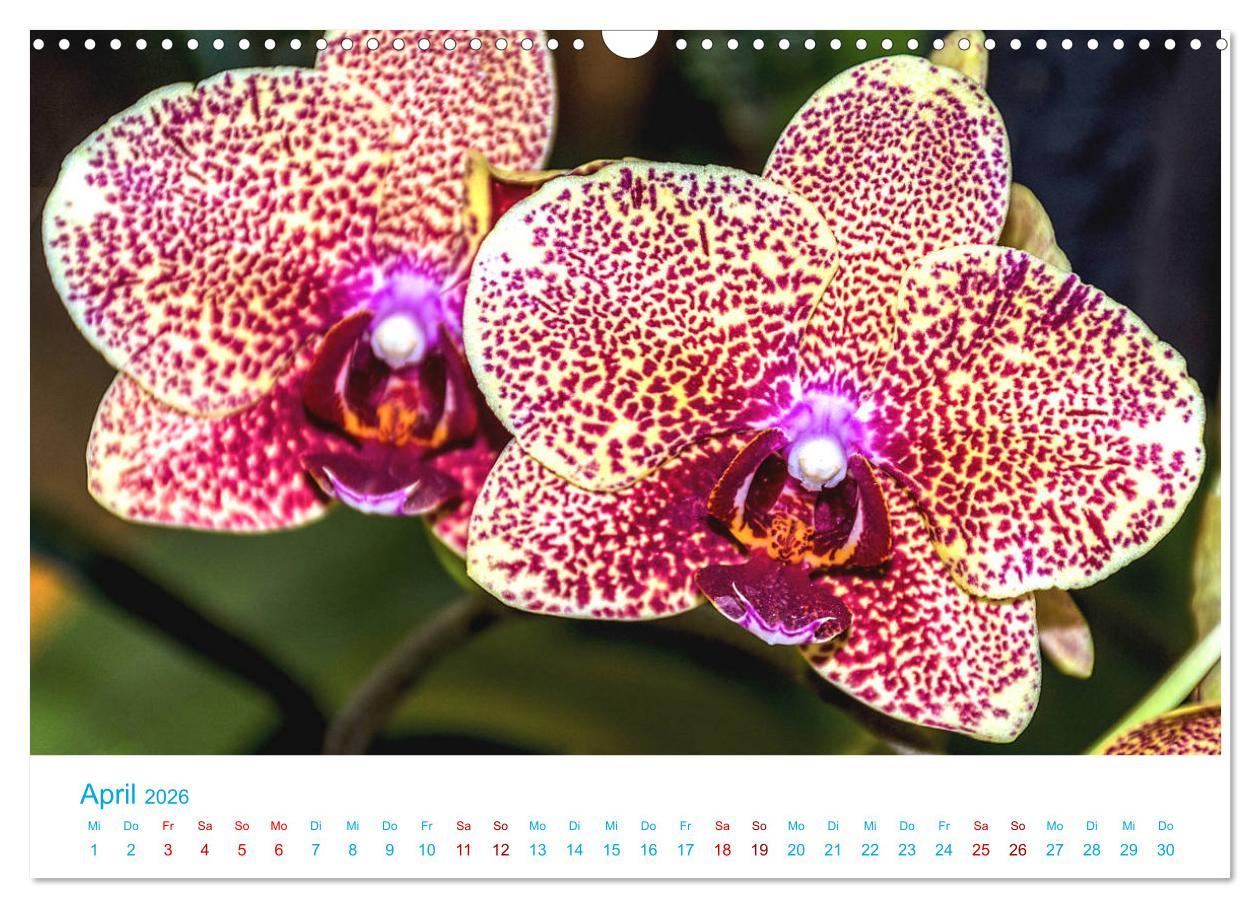 Beispielinhalt (Bild) Die Königin der Blumenwelt, die Orchidee (Wandkalender 2026 DIN A3 quer), CALVENDO Monatskalender