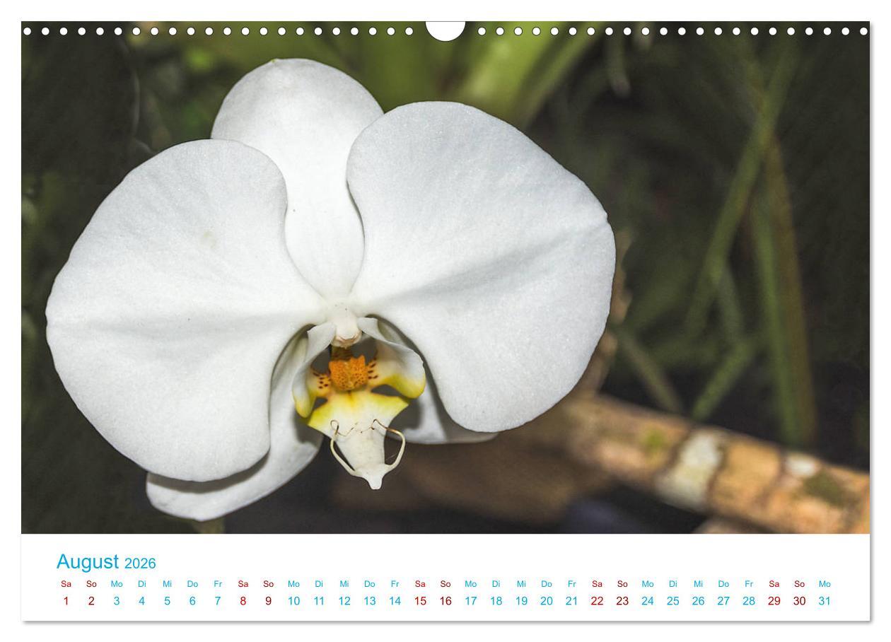 Beispielinhalt (Bild) Die Königin der Blumenwelt, die Orchidee (Wandkalender 2026 DIN A3 quer), CALVENDO Monatskalender