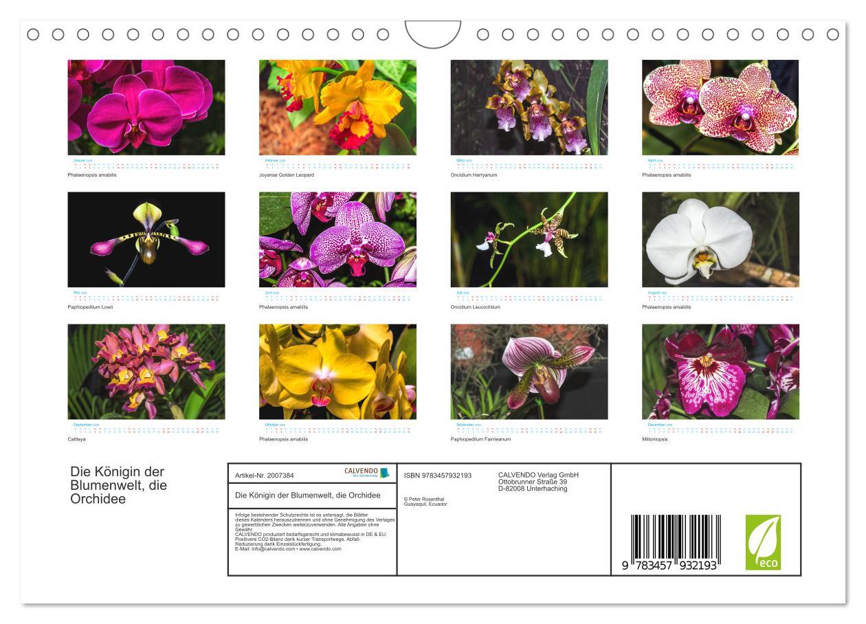 Beispielinhalt (Bild) Die Königin der Blumenwelt, die Orchidee (Wandkalender 2026 DIN A4 quer), CALVENDO Monatskalender
