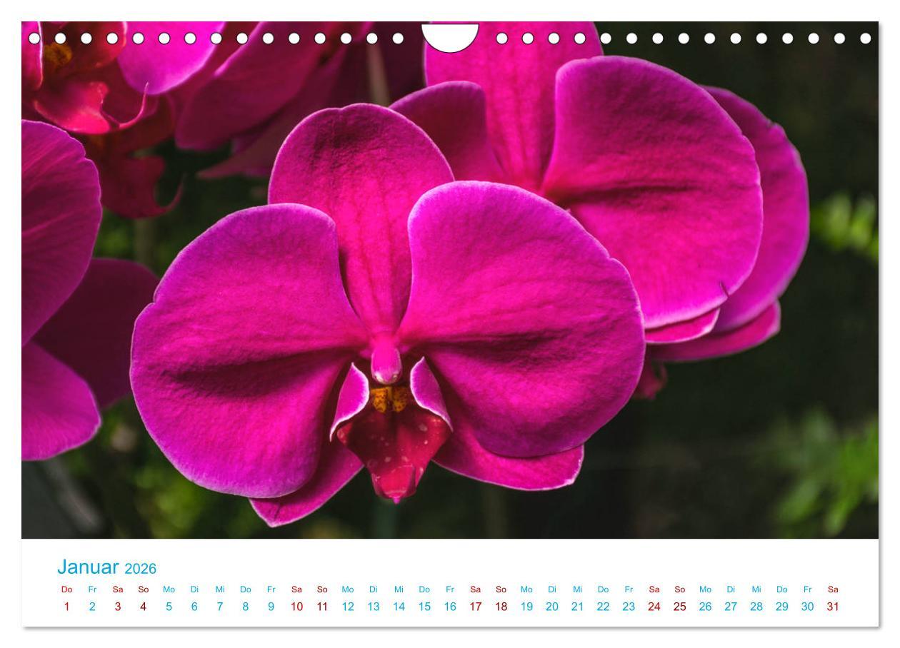 Beispielinhalt (Bild) Die Königin der Blumenwelt, die Orchidee (Wandkalender 2026 DIN A4 quer), CALVENDO Monatskalender