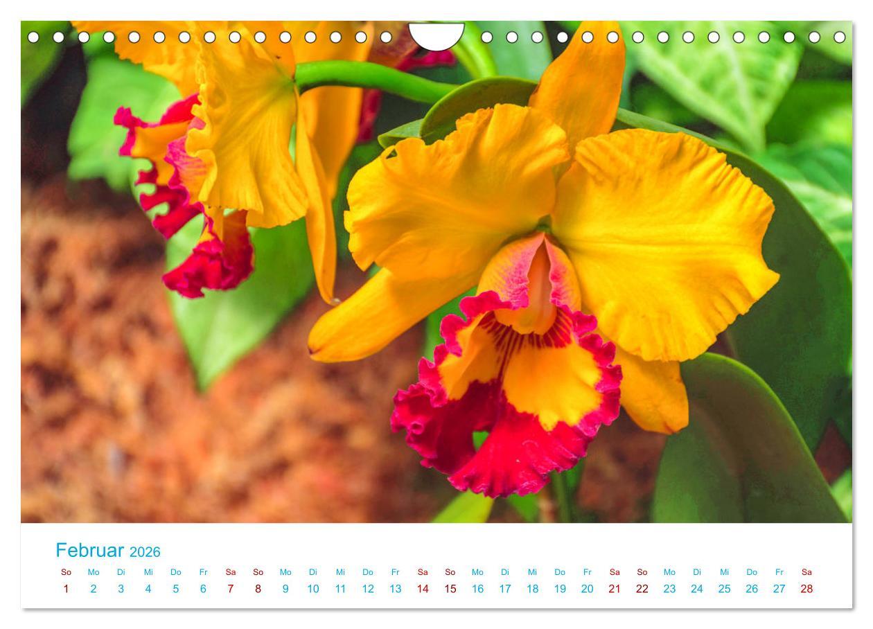 Beispielinhalt (Bild) Die Königin der Blumenwelt, die Orchidee (Wandkalender 2026 DIN A4 quer), CALVENDO Monatskalender
