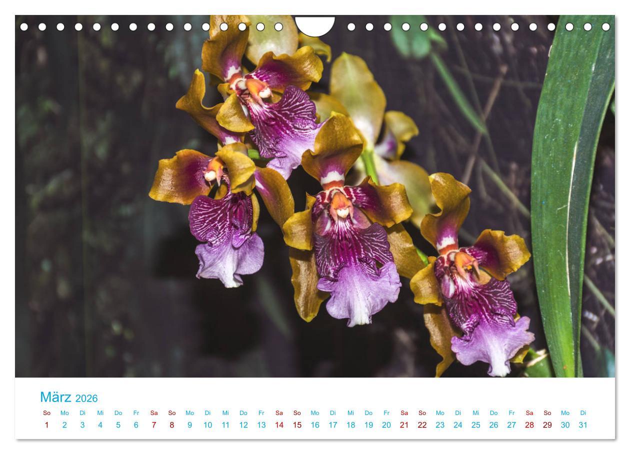 Beispielinhalt (Bild) Die Königin der Blumenwelt, die Orchidee (Wandkalender 2026 DIN A4 quer), CALVENDO Monatskalender