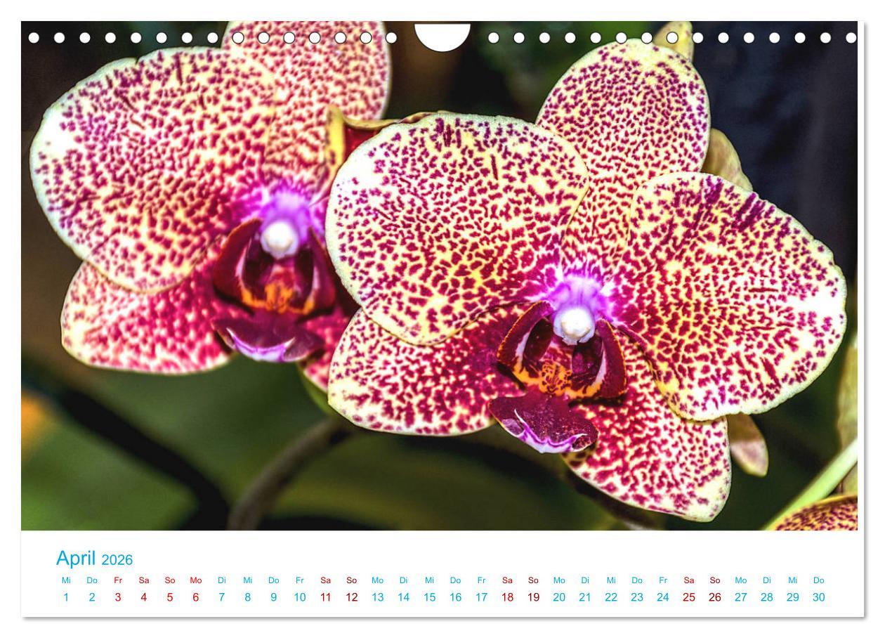 Beispielinhalt (Bild) Die Königin der Blumenwelt, die Orchidee (Wandkalender 2026 DIN A4 quer), CALVENDO Monatskalender