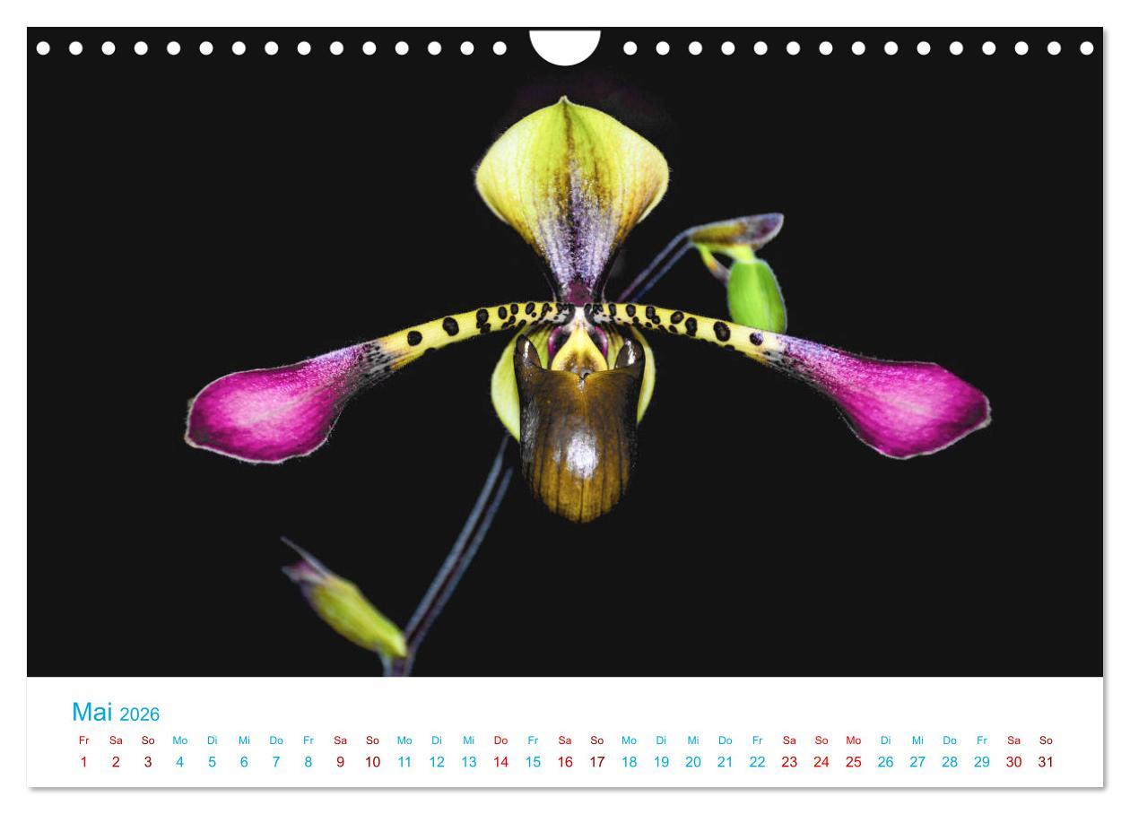 Beispielinhalt (Bild) Die Königin der Blumenwelt, die Orchidee (Wandkalender 2026 DIN A4 quer), CALVENDO Monatskalender