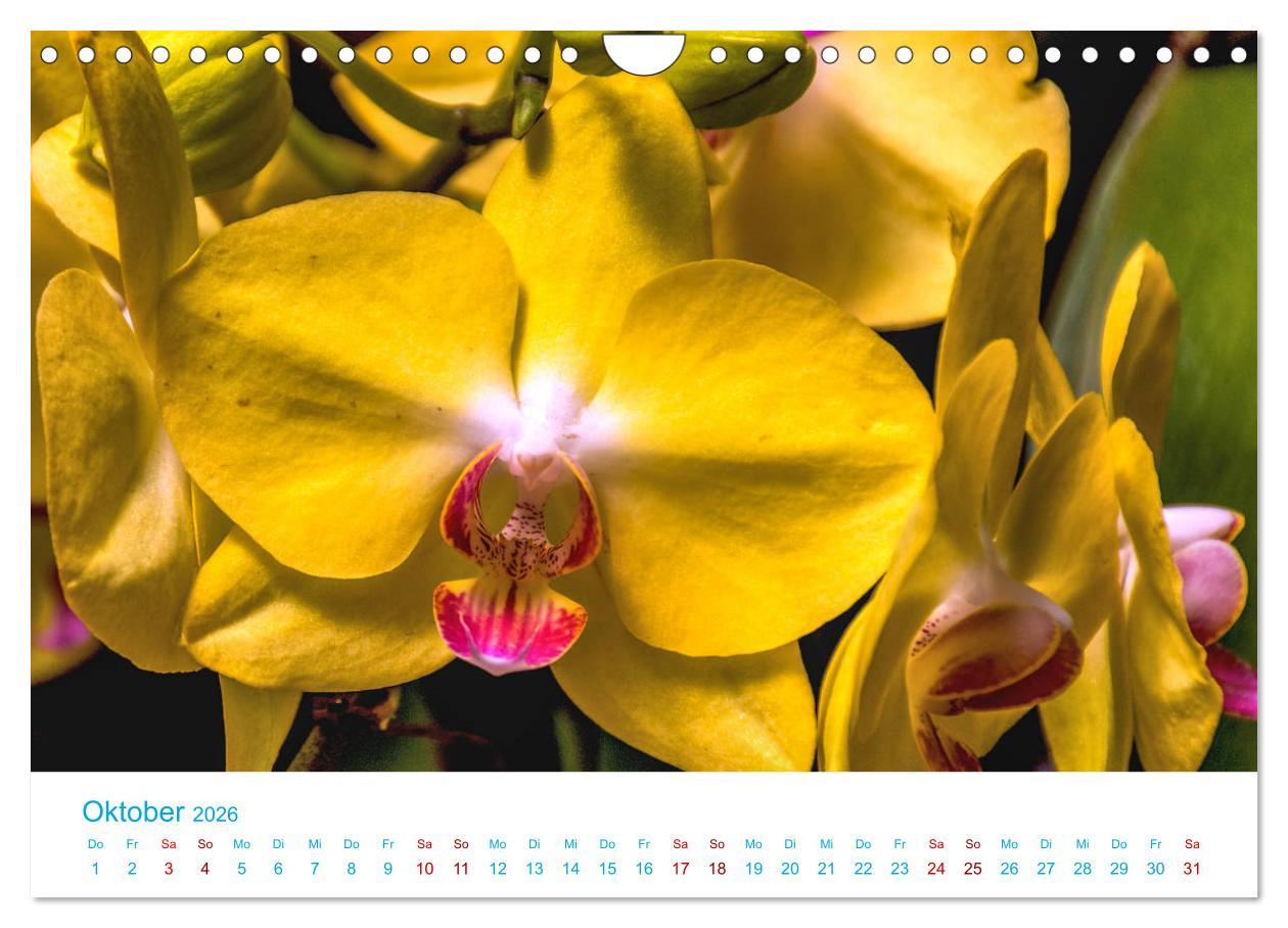 Beispielinhalt (Bild) Die Königin der Blumenwelt, die Orchidee (Wandkalender 2026 DIN A4 quer), CALVENDO Monatskalender