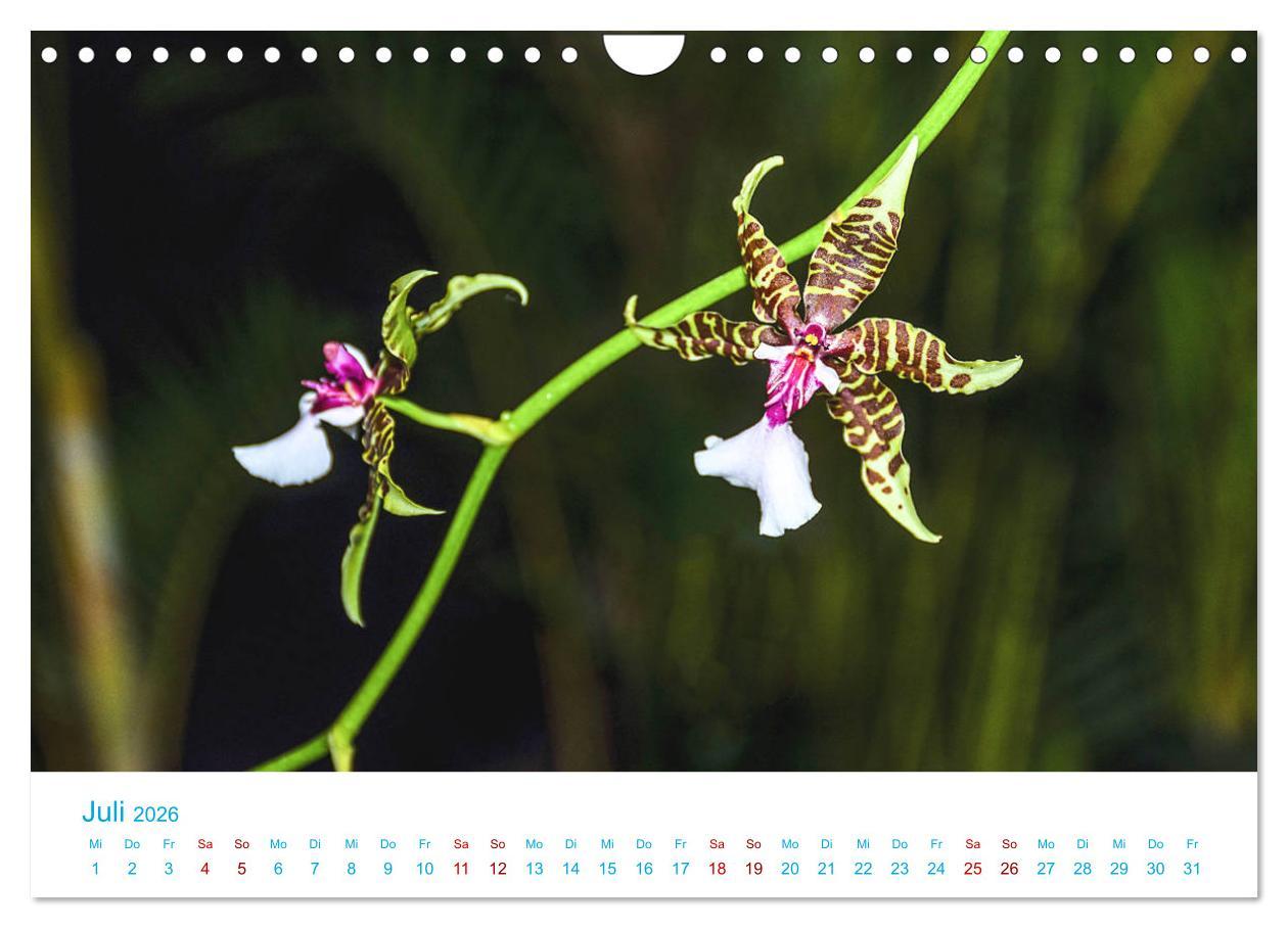 Beispielinhalt (Bild) Die Königin der Blumenwelt, die Orchidee (Wandkalender 2026 DIN A4 quer), CALVENDO Monatskalender