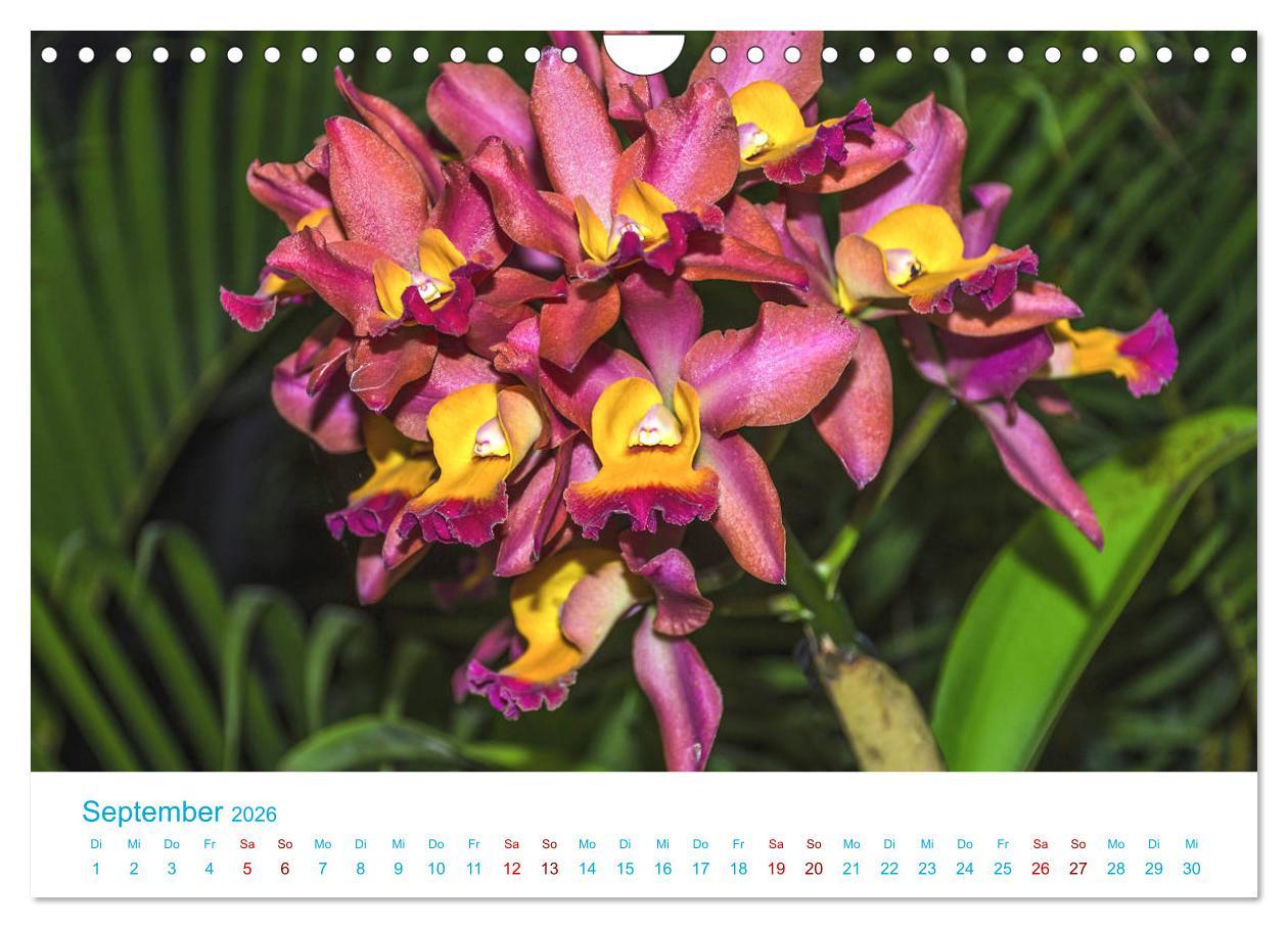 Beispielinhalt (Bild) Die Königin der Blumenwelt, die Orchidee (Wandkalender 2026 DIN A4 quer), CALVENDO Monatskalender
