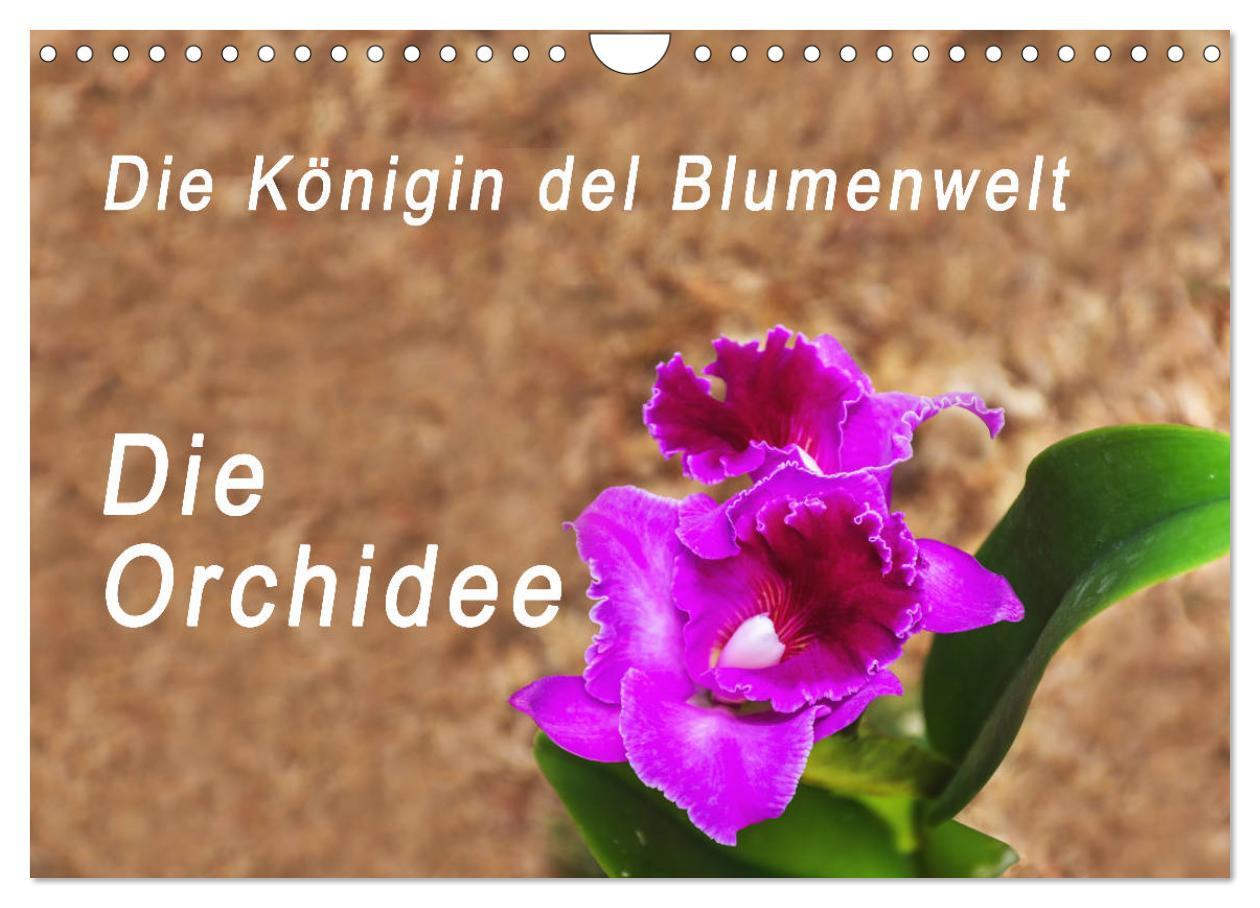 Vorderes Coverbild Die Königin der Blumenwelt, die Orchidee (Wandkalender 2026 DIN A4 quer), CALVENDO Monatskalender
