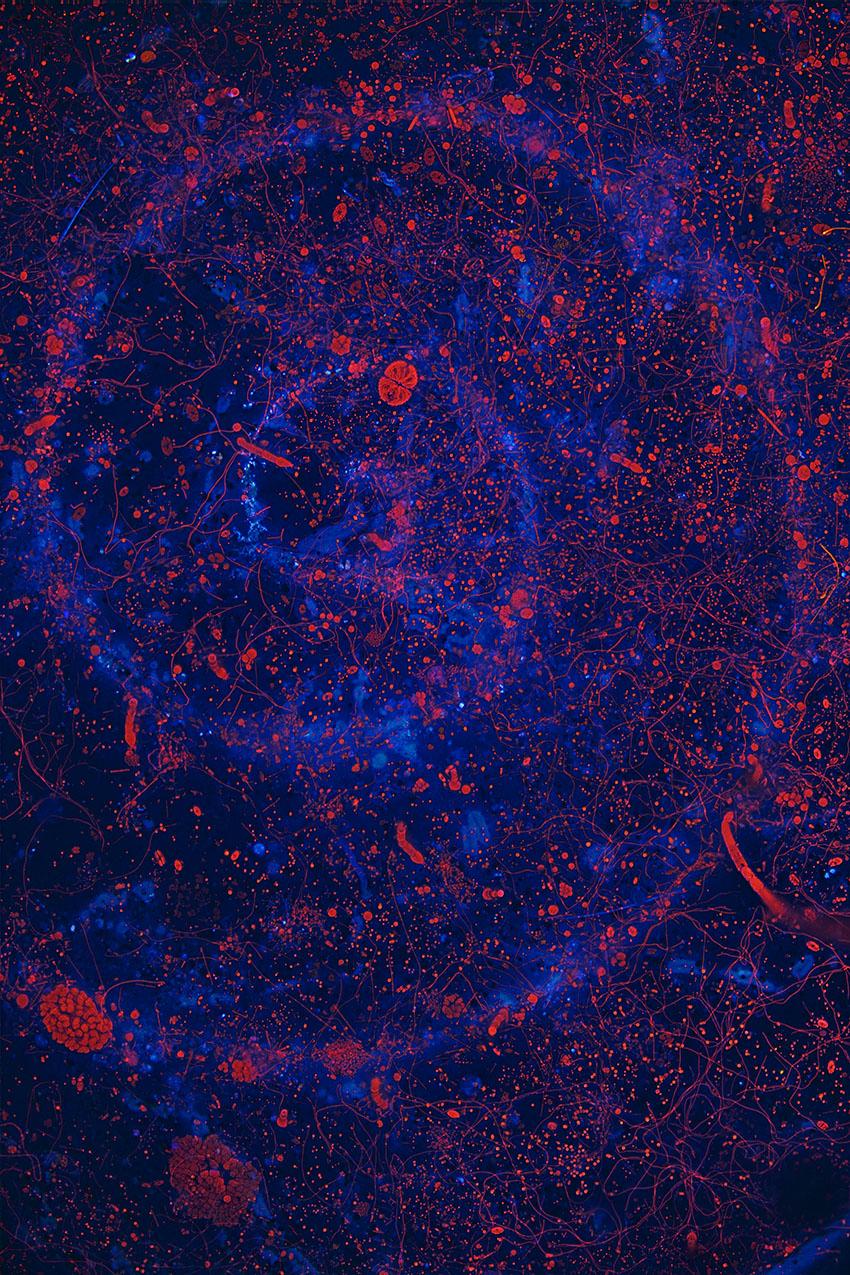 Beispielinhalt (Bild) Die Formen der Natur