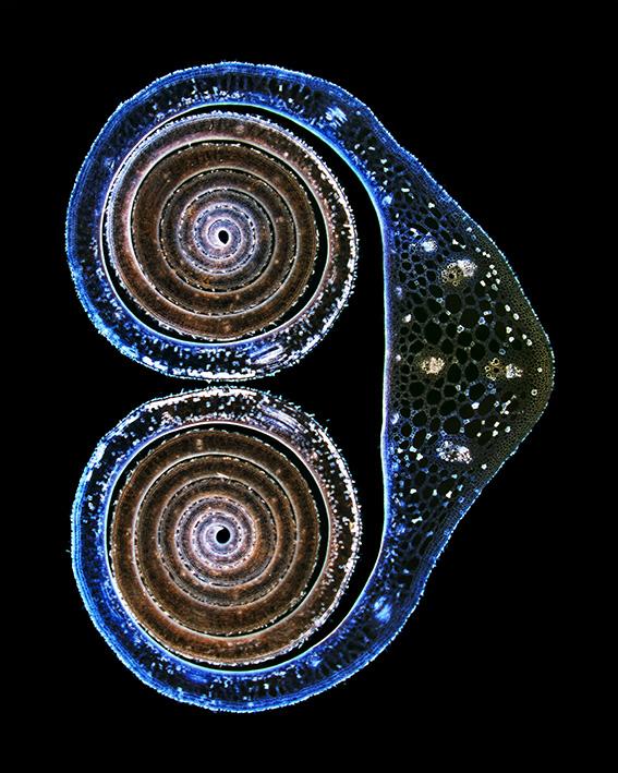 Beispielinhalt (Bild) Die Formen der Natur