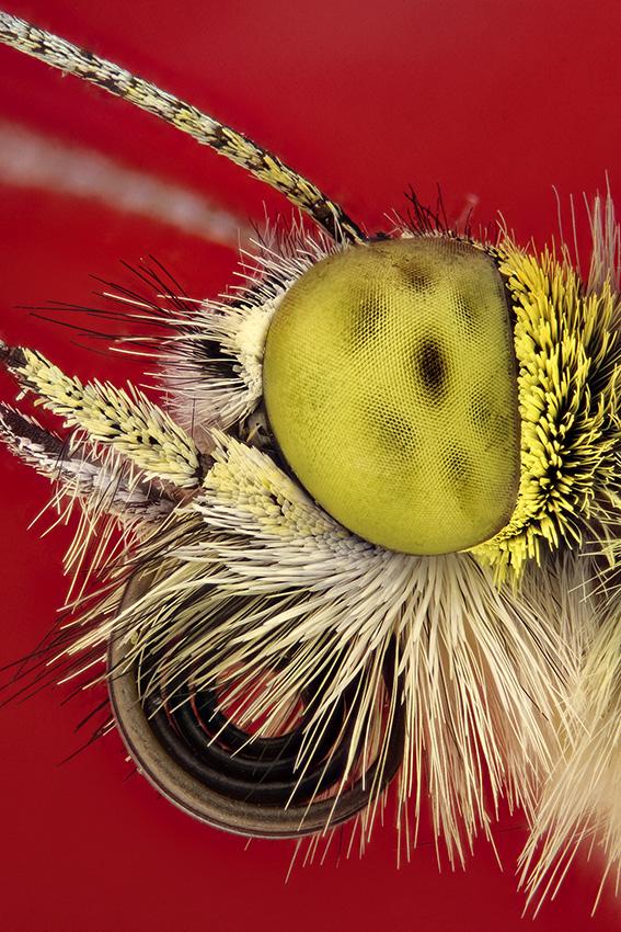 Beispielinhalt (Bild) Die Formen der Natur