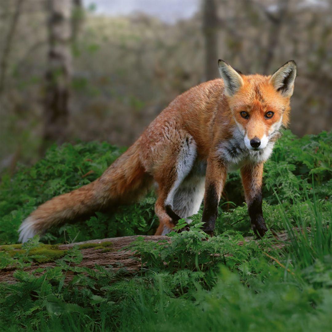 Beispielinhalt (Bild) Einheimische Säugetiere  -  das Memo-Spiel