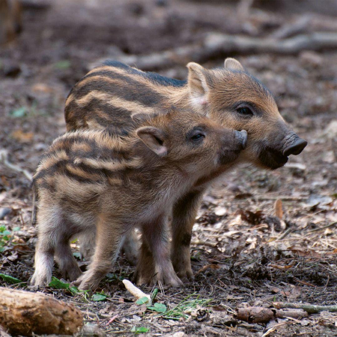 Beispielinhalt (Bild) Einheimische Säugetiere  -  das Memo-Spiel