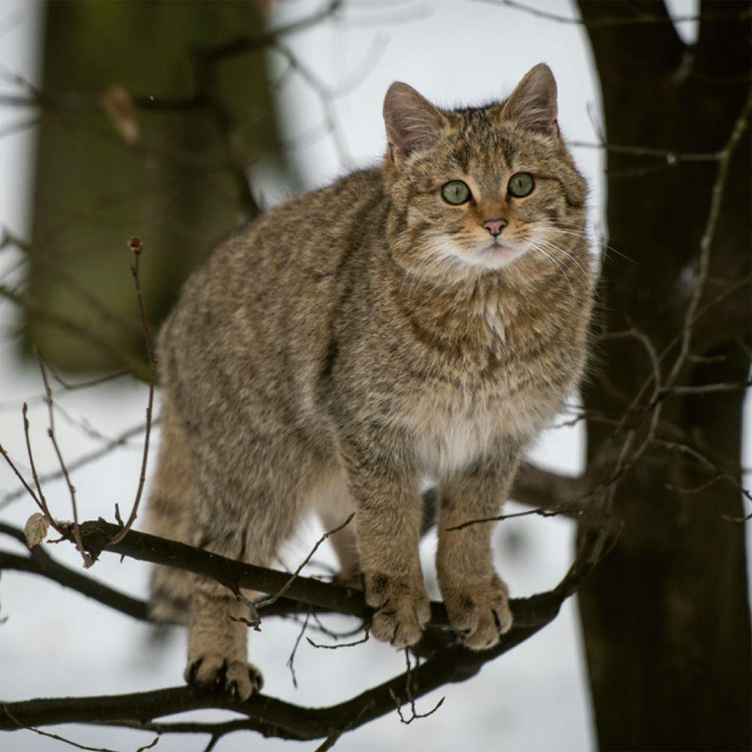 Beispielinhalt (Bild) Einheimische Säugetiere  -  das Memo-Spiel