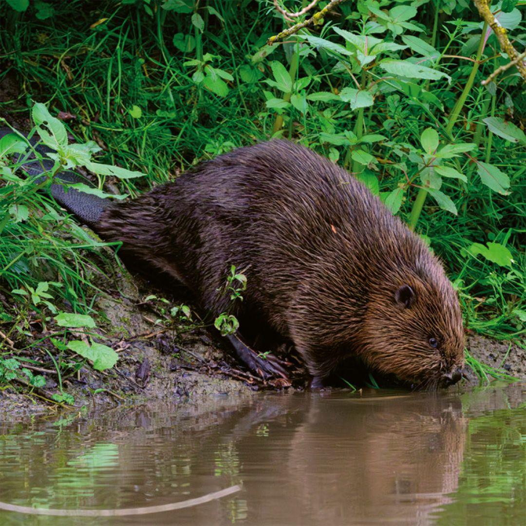 Beispielinhalt (Bild) Einheimische Säugetiere  -  das Memo-Spiel