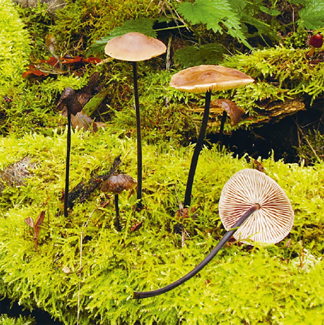 Beispielinhalt (Bild) Einheimische Pilze - das Memo-Spiel
