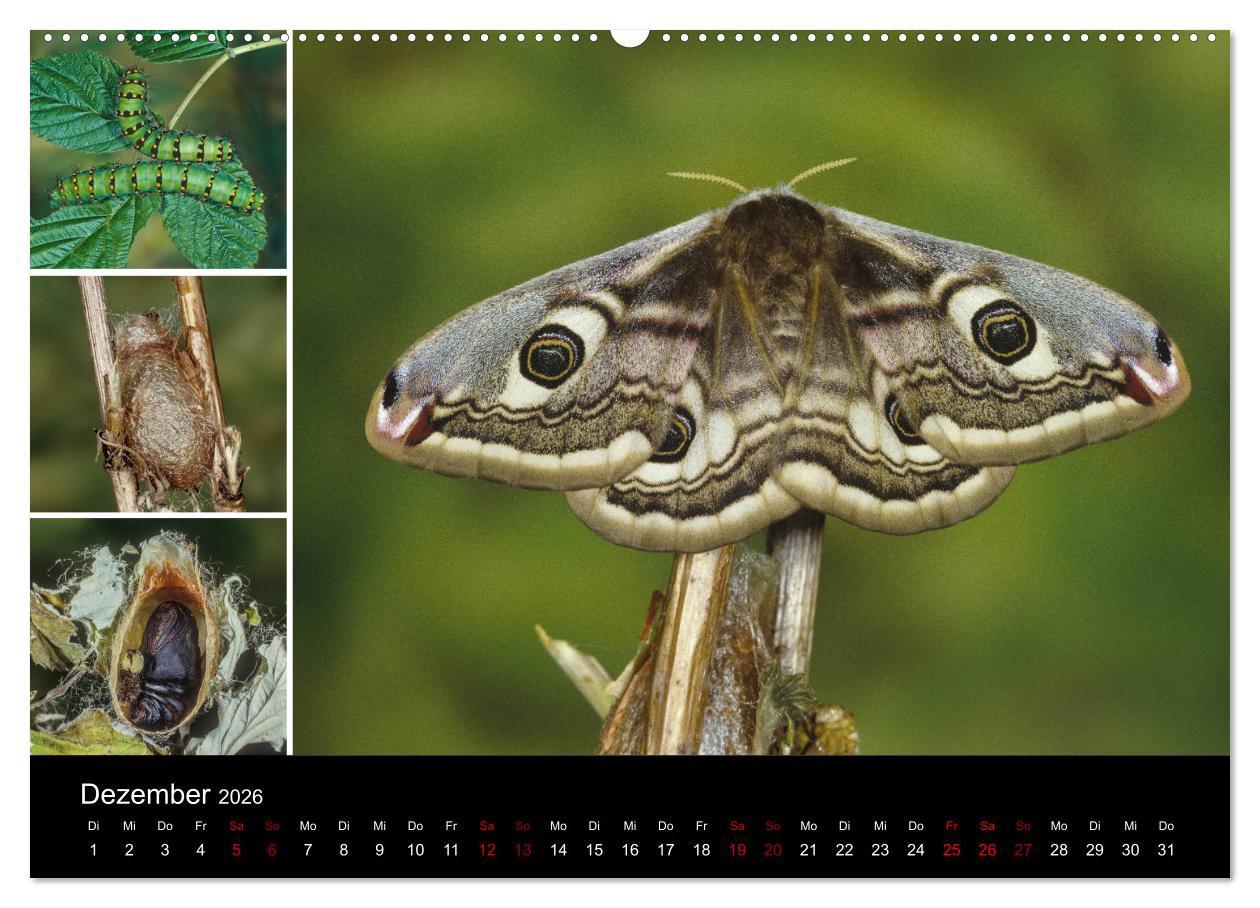 Beispielinhalt (Bild) Schmetterlinge - Wunder der Verwandlung (Wandkalender 2026 DIN A2 quer), CALVENDO Monatskalender