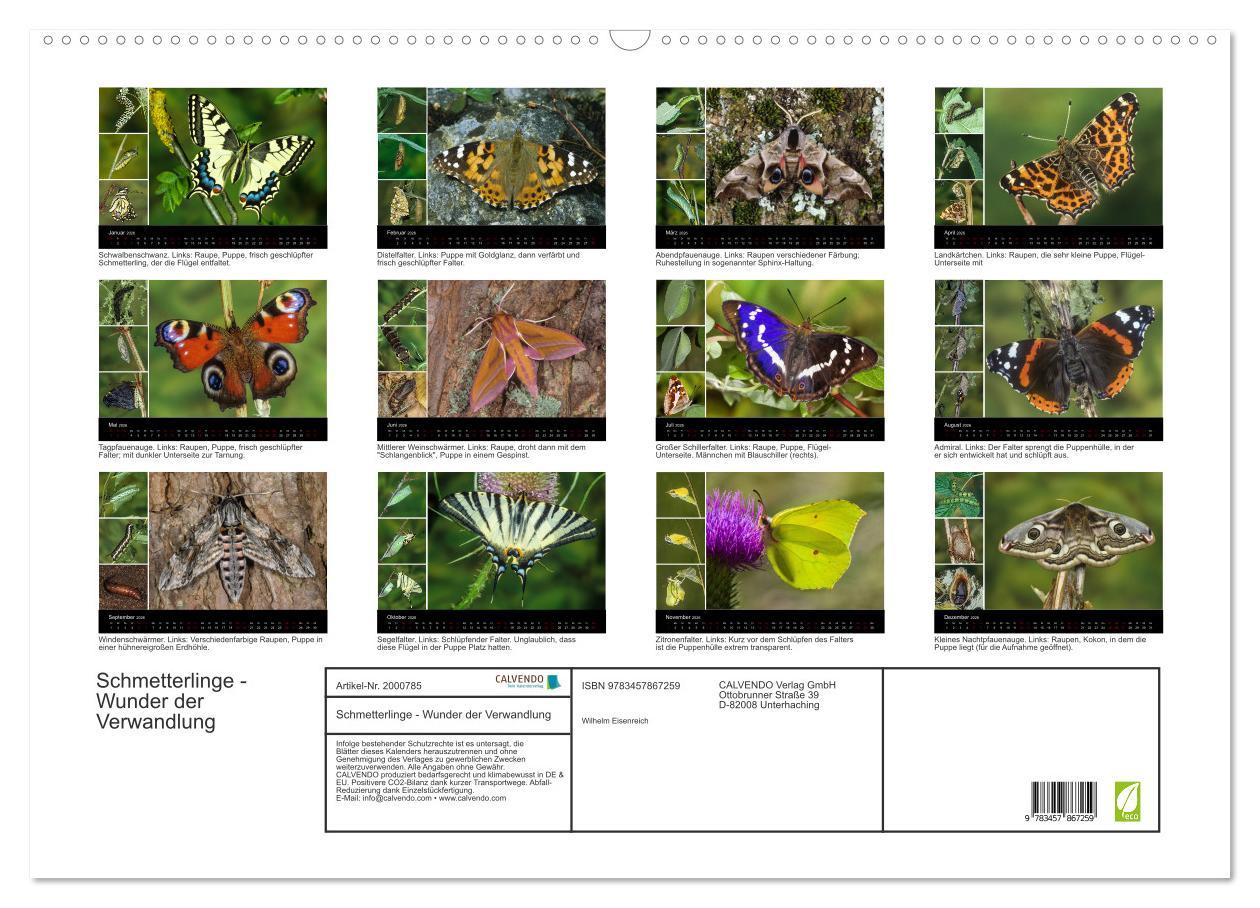 Beispielinhalt (Bild) Schmetterlinge - Wunder der Verwandlung (Wandkalender 2026 DIN A2 quer), CALVENDO Monatskalender