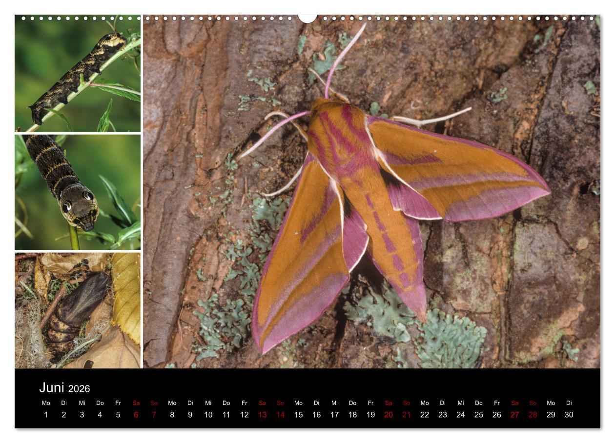 Beispielinhalt (Bild) Schmetterlinge - Wunder der Verwandlung (Wandkalender 2026 DIN A2 quer), CALVENDO Monatskalender