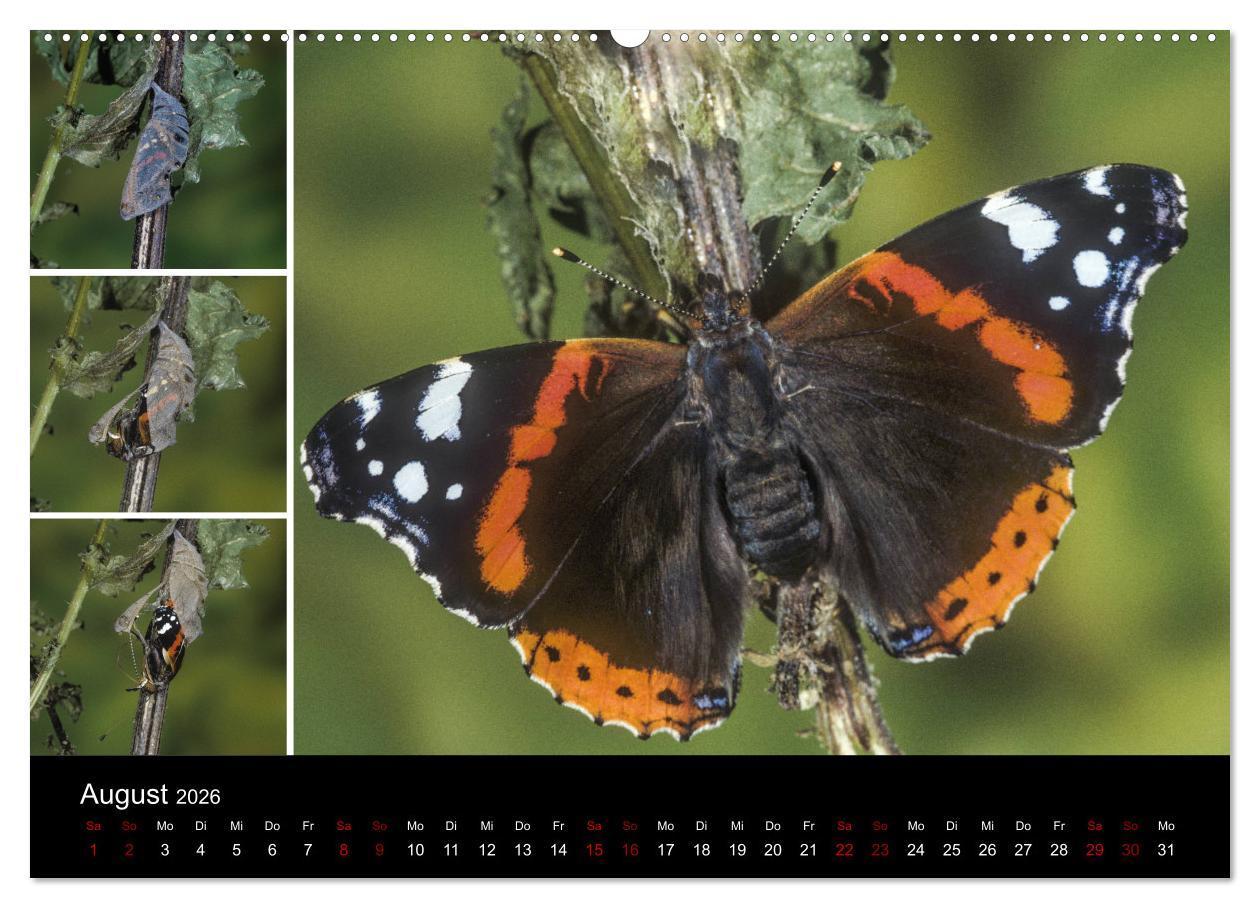 Beispielinhalt (Bild) Schmetterlinge - Wunder der Verwandlung (Wandkalender 2026 DIN A2 quer), CALVENDO Monatskalender