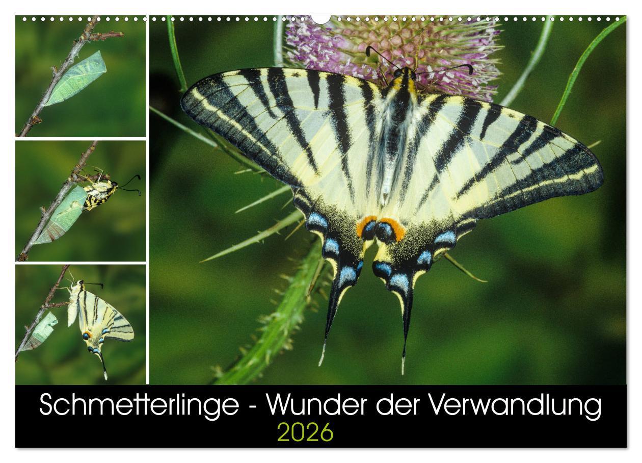 Vorderes Coverbild Schmetterlinge - Wunder der Verwandlung (Wandkalender 2026 DIN A2 quer), CALVENDO Monatskalender