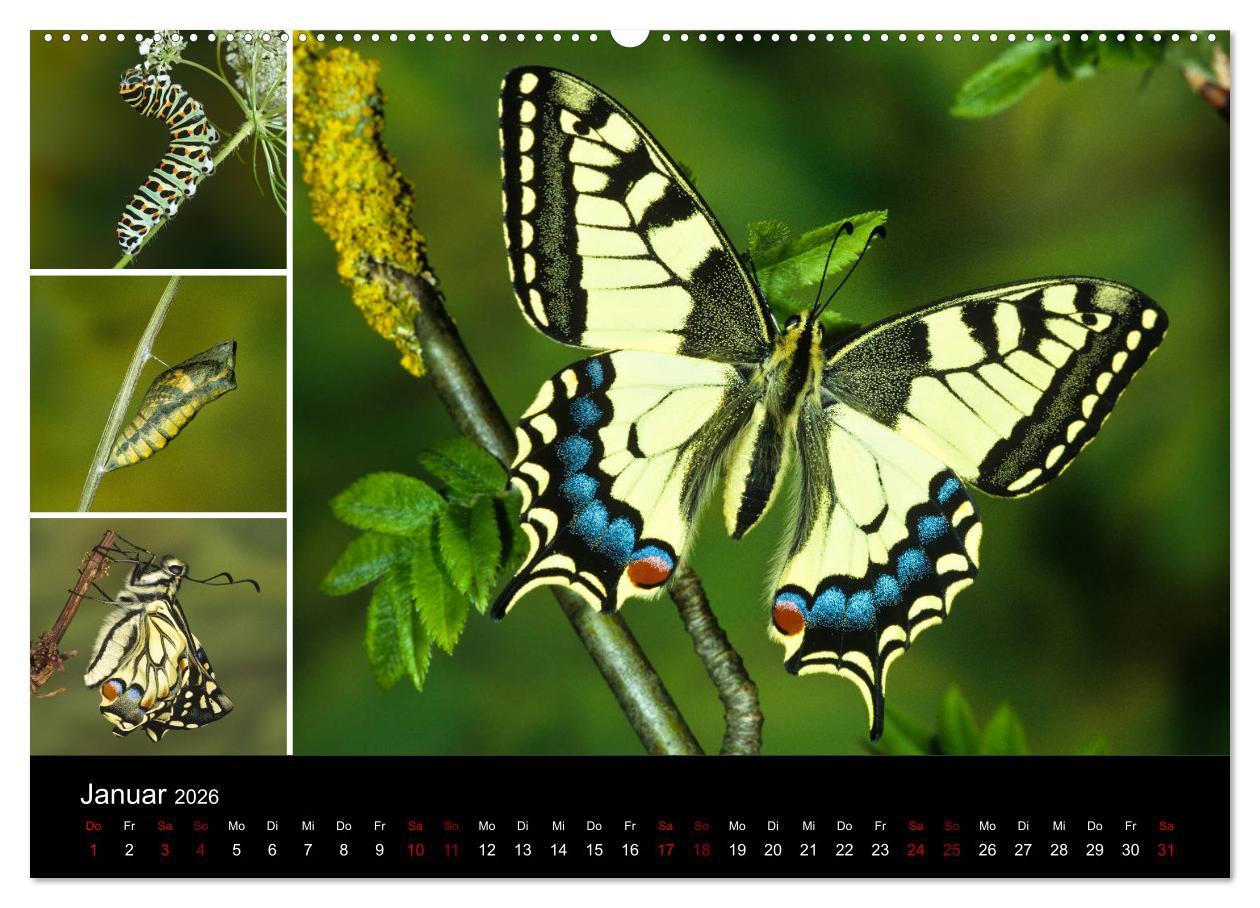 Beispielinhalt (Bild) Schmetterlinge - Wunder der Verwandlung (hochwertiger Premium Wandkalender 2026 DIN A2 quer), Kunstdruck in Hochglanz
