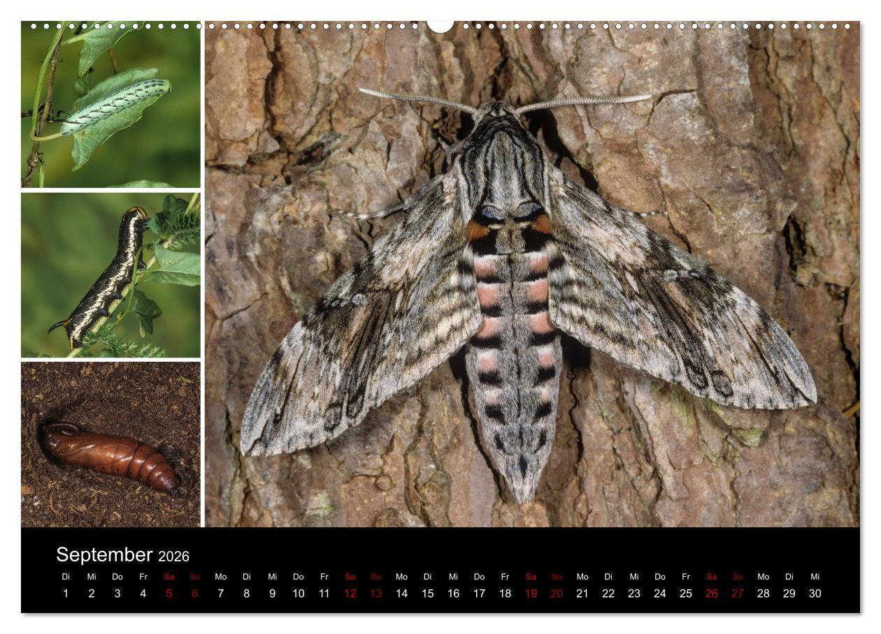 Beispielinhalt (Bild) Schmetterlinge - Wunder der Verwandlung (hochwertiger Premium Wandkalender 2026 DIN A2 quer), Kunstdruck in Hochglanz