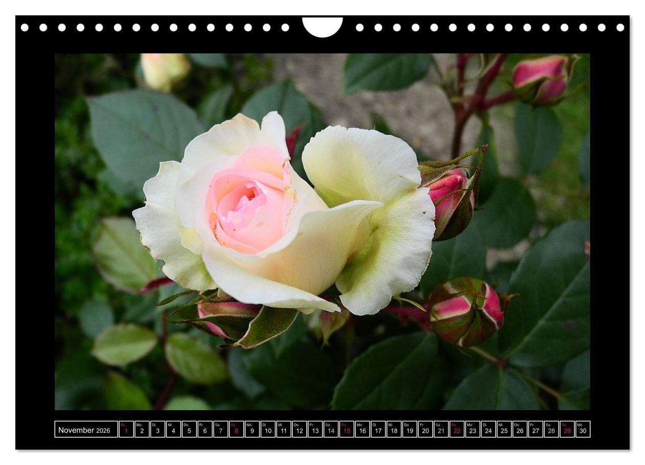 Beispielinhalt (Bild) Im Duft der Rosen (Wandkalender 2026 DIN A4 quer), CALVENDO Monatskalender