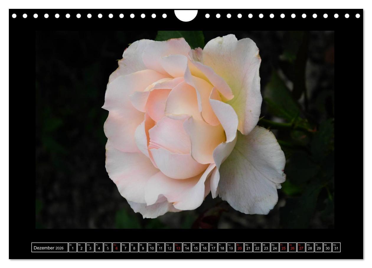 Beispielinhalt (Bild) Im Duft der Rosen (Wandkalender 2026 DIN A4 quer), CALVENDO Monatskalender