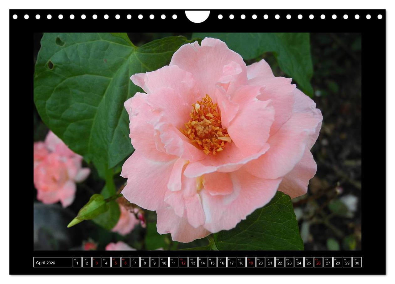 Beispielinhalt (Bild) Im Duft der Rosen (Wandkalender 2026 DIN A4 quer), CALVENDO Monatskalender