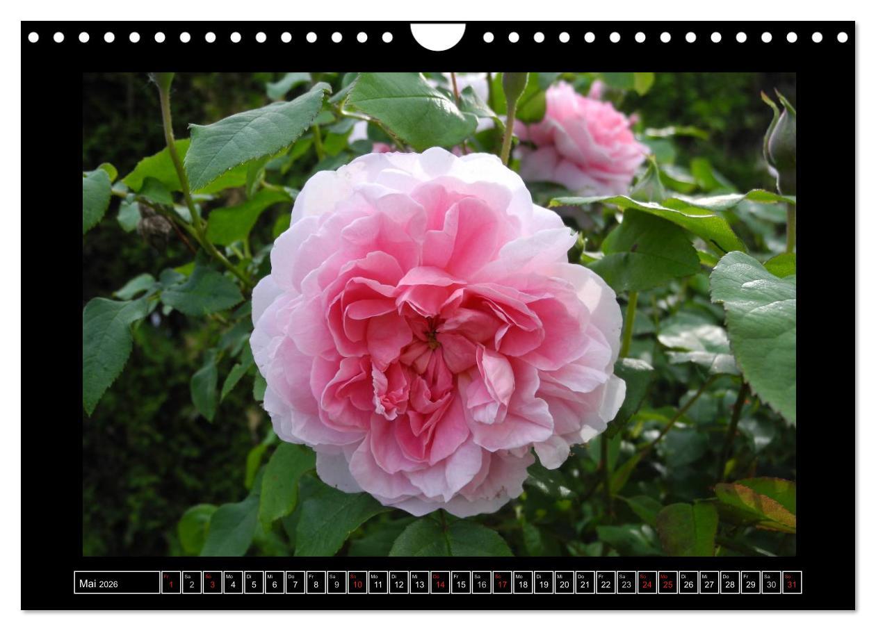 Beispielinhalt (Bild) Im Duft der Rosen (Wandkalender 2026 DIN A4 quer), CALVENDO Monatskalender